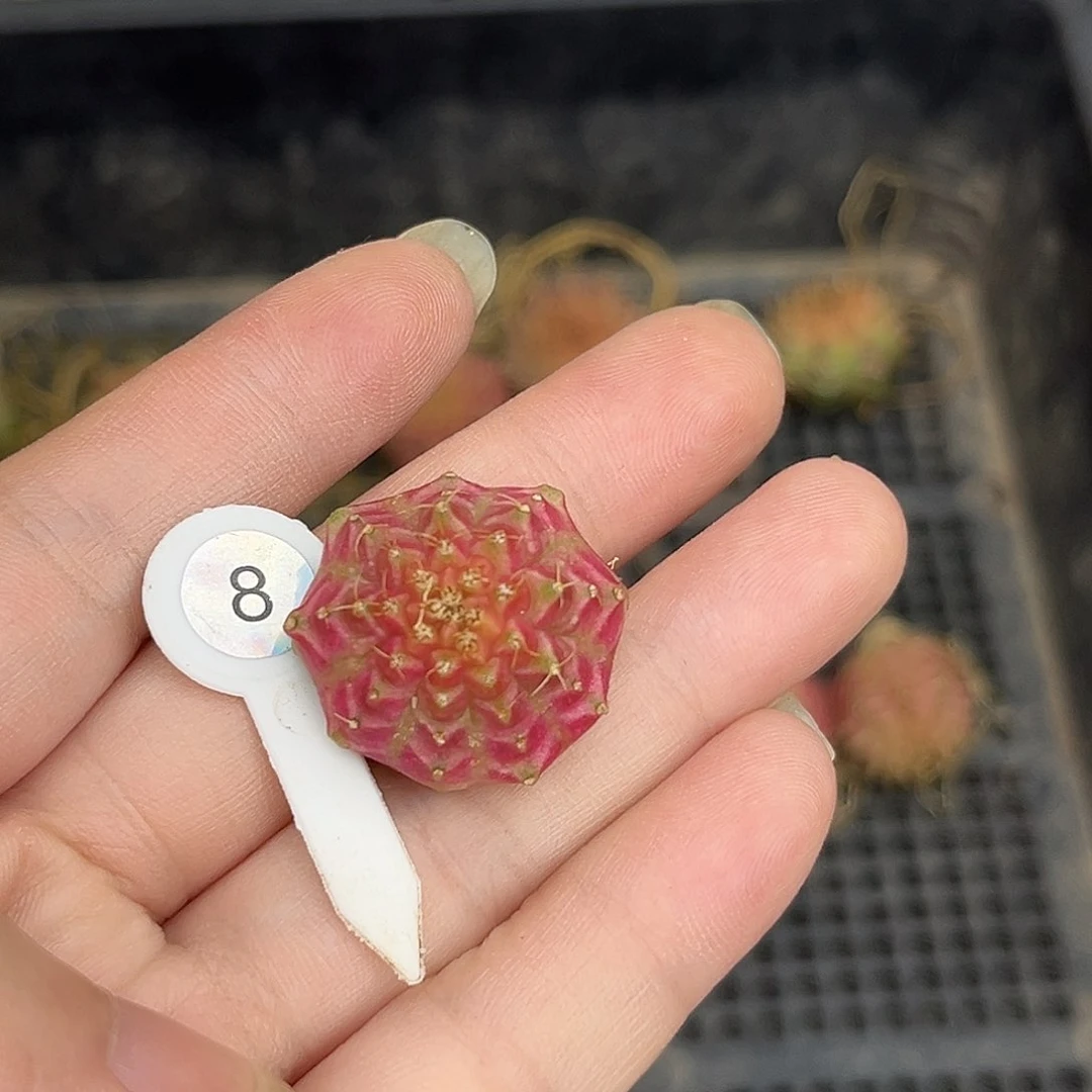 鱼**乃泰系测牙，8，裸根发货