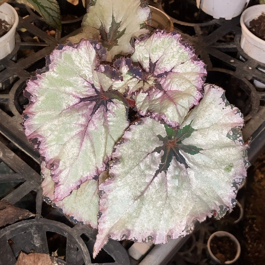 花花公子一物一拍0001