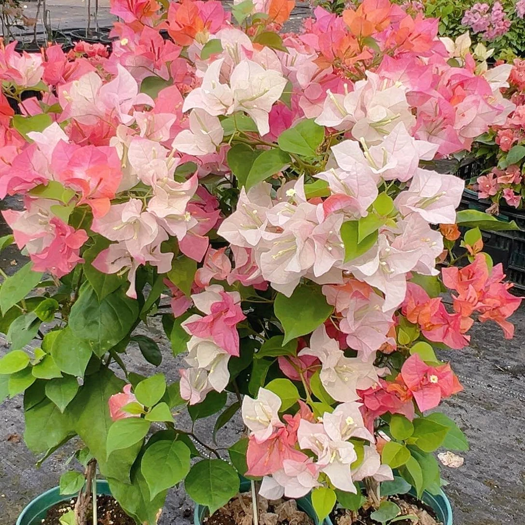 当前无花栽培后可以开花橙口红带竹一棵