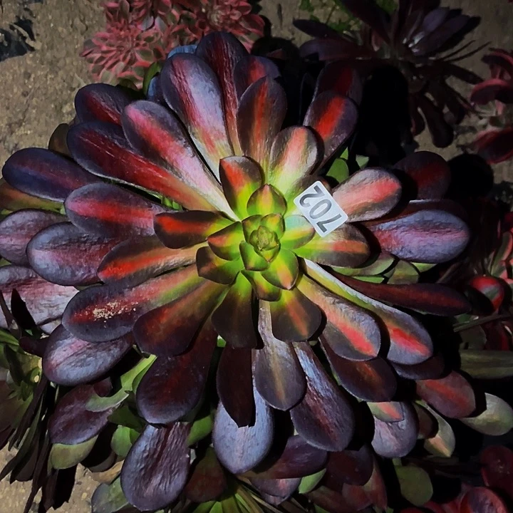 705凤冠中班多肉植物处理不售后