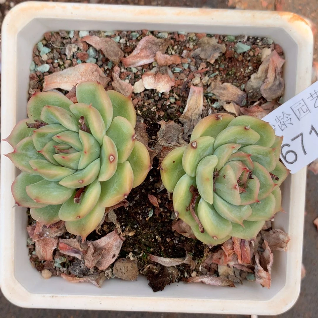 早***36719杂交精品基地9厘米