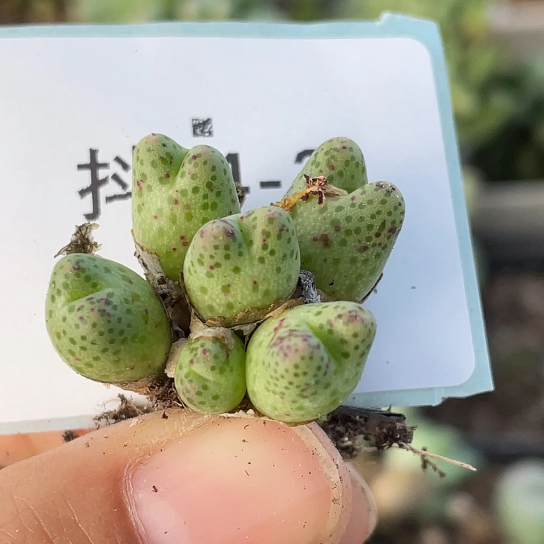 14-3草莓斑马多肉植物