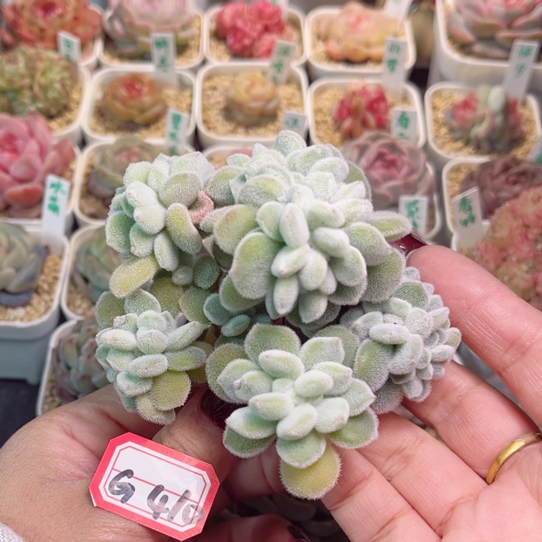 G410一物一拍 雪晃星缀