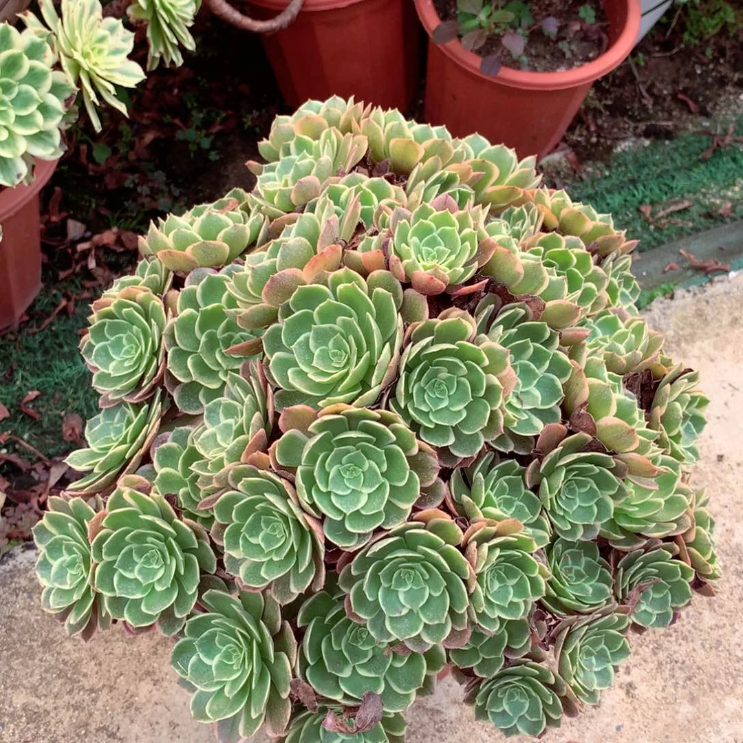朵朵粉花妖，不包掉朵
