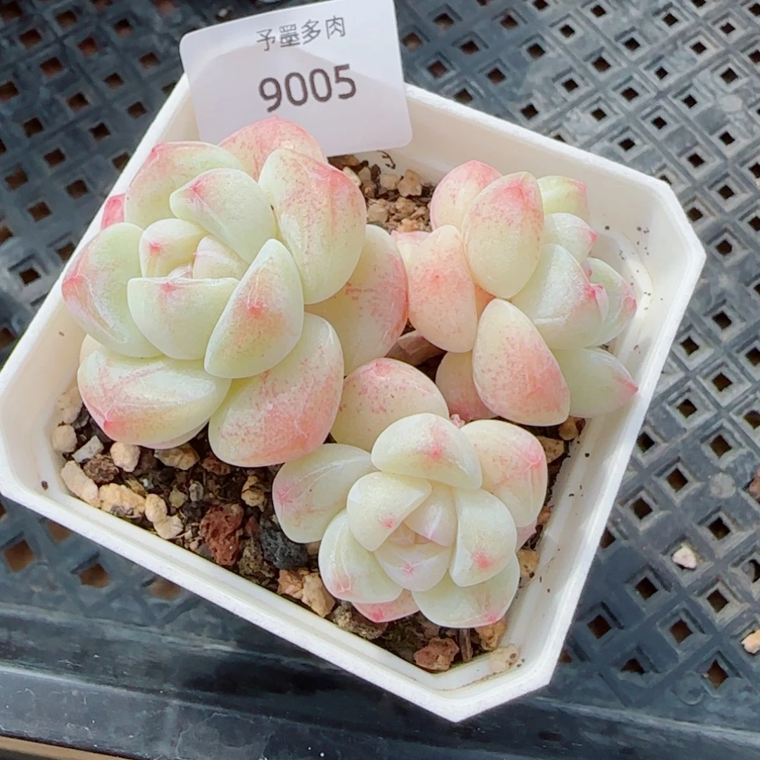 冰玉无砍，9005多肉植物