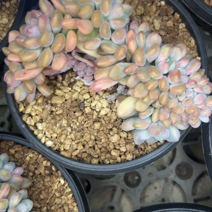 心***情27////////=/////=/////