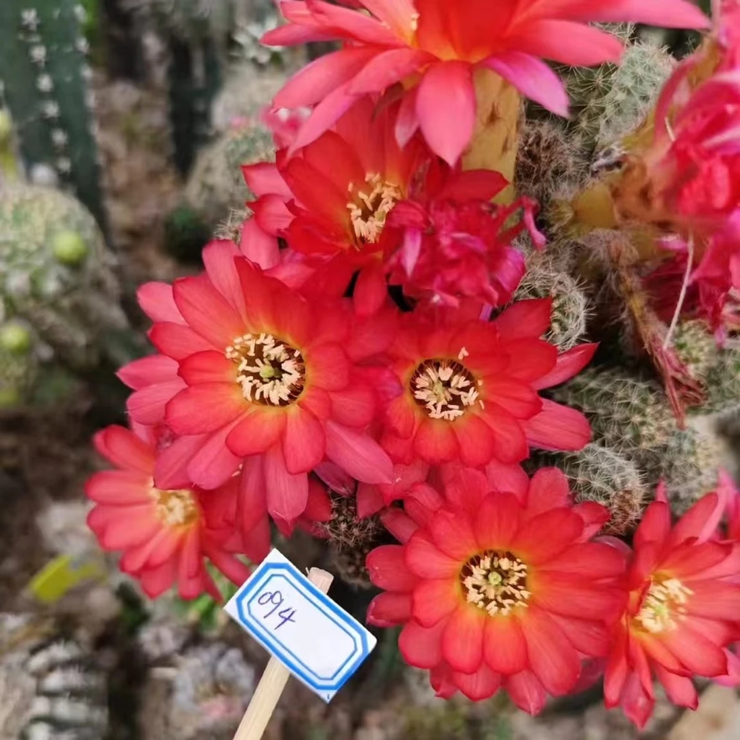 094  自生根  进口 杂交白檀 1年苗 盆栽 阳台