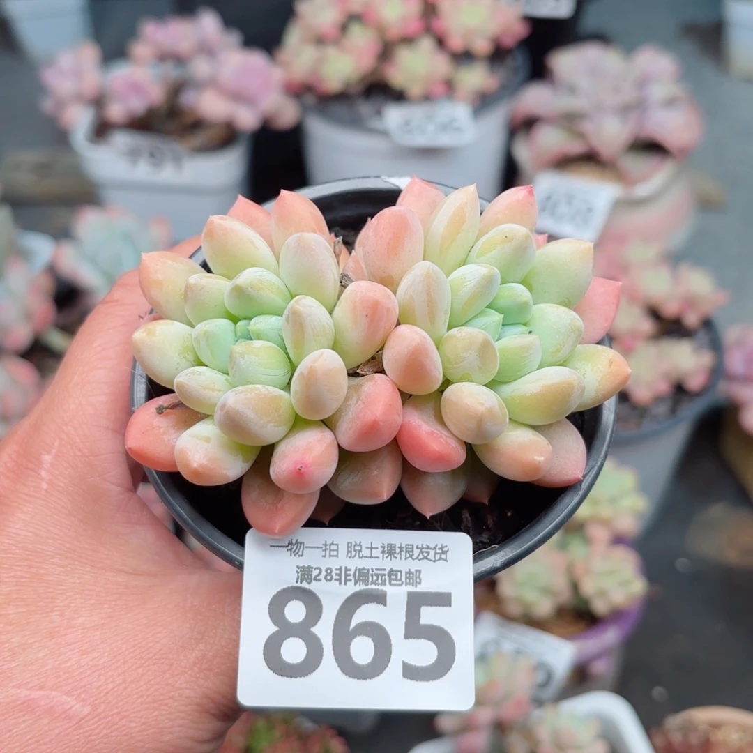 星空美人无盆土发货