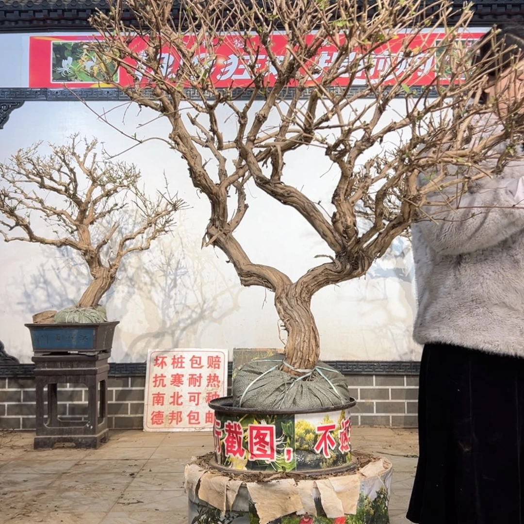 无花朵金银花8888