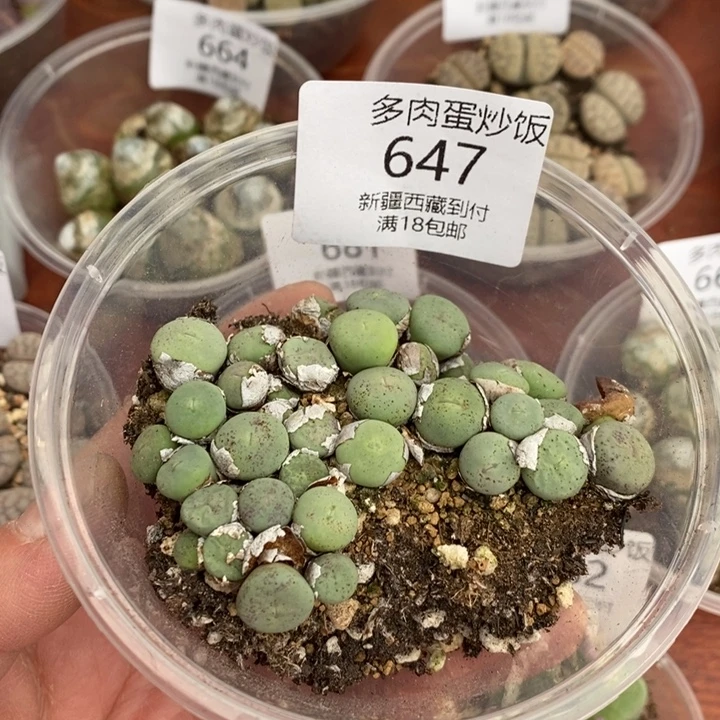 感谢您的支持，00647