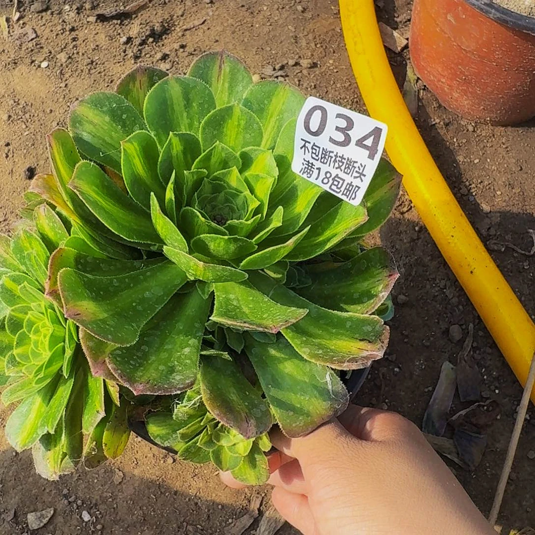 034翡翠琉璃多肉法师的