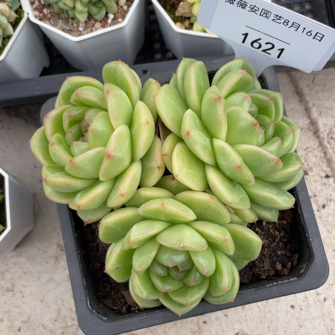 薇薇安园艺多肉1621