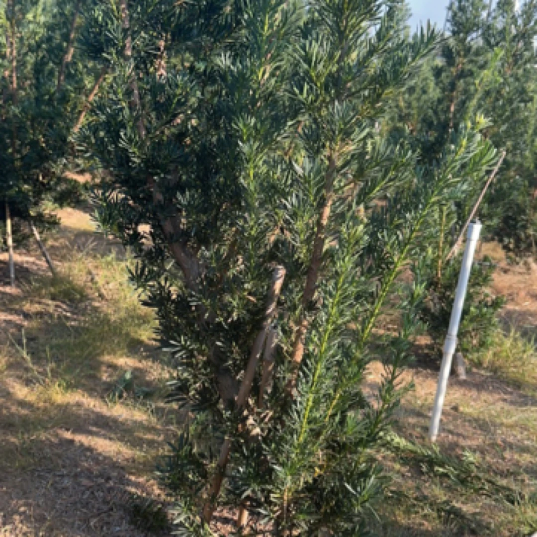 （2颗单杆）小叶二乔罗汉松素材桩