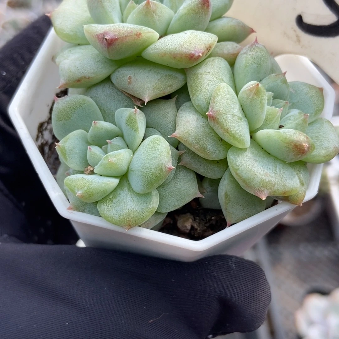 905甜心石化多肉植物