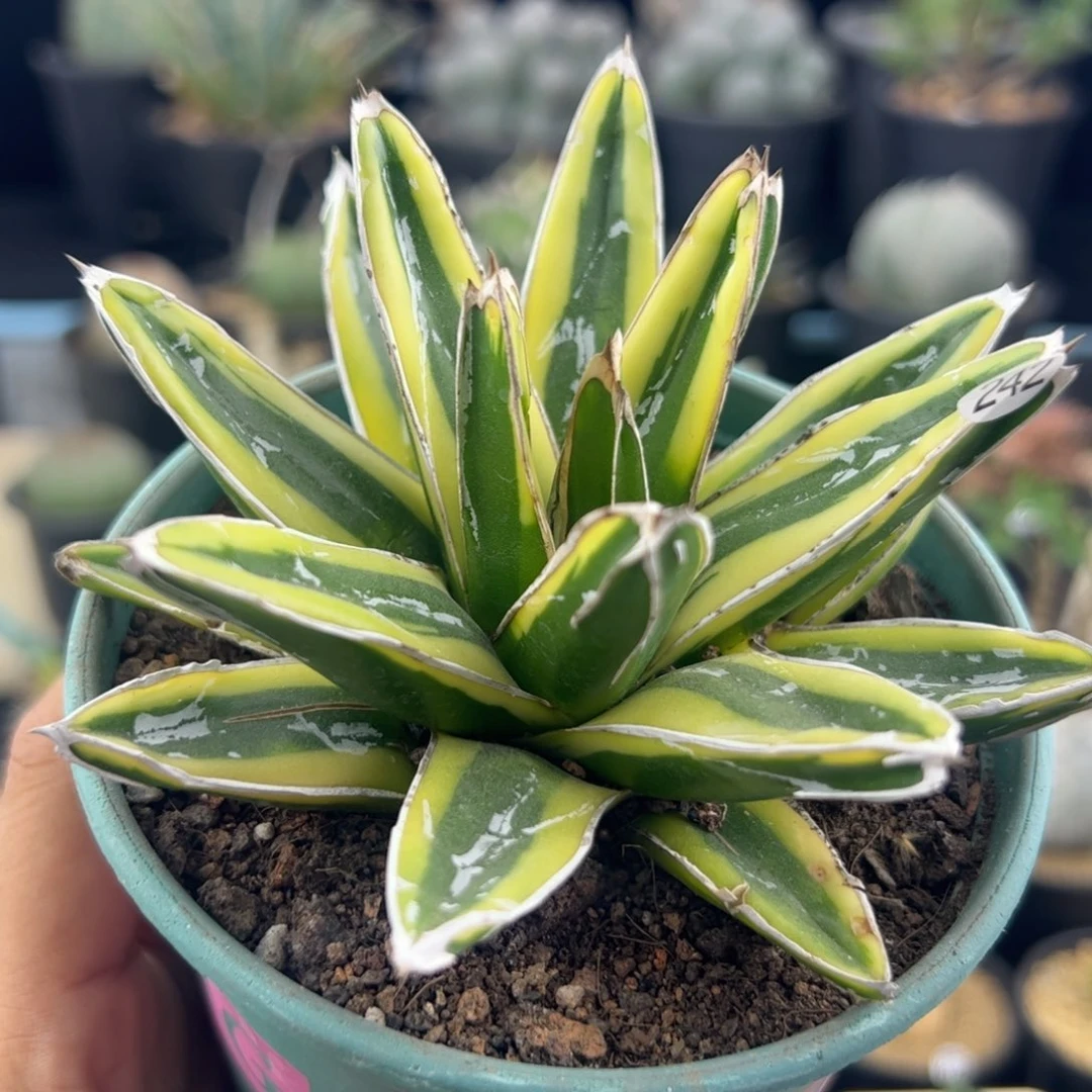 辉山龙舌兰一物一拍