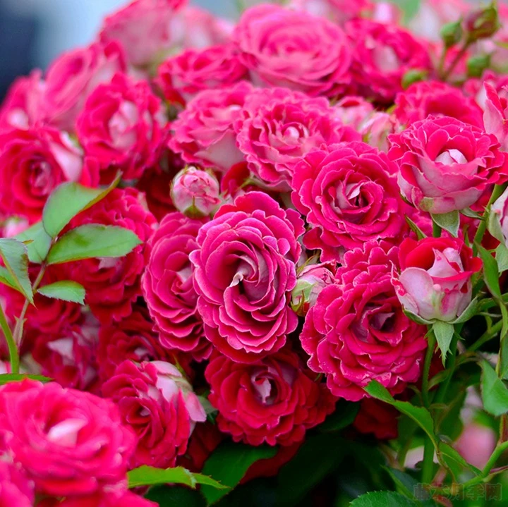 【红宝石冰】耐晒耐雨淋  低维护丰花勤花棒棒糖月季带花苞阳台庭院