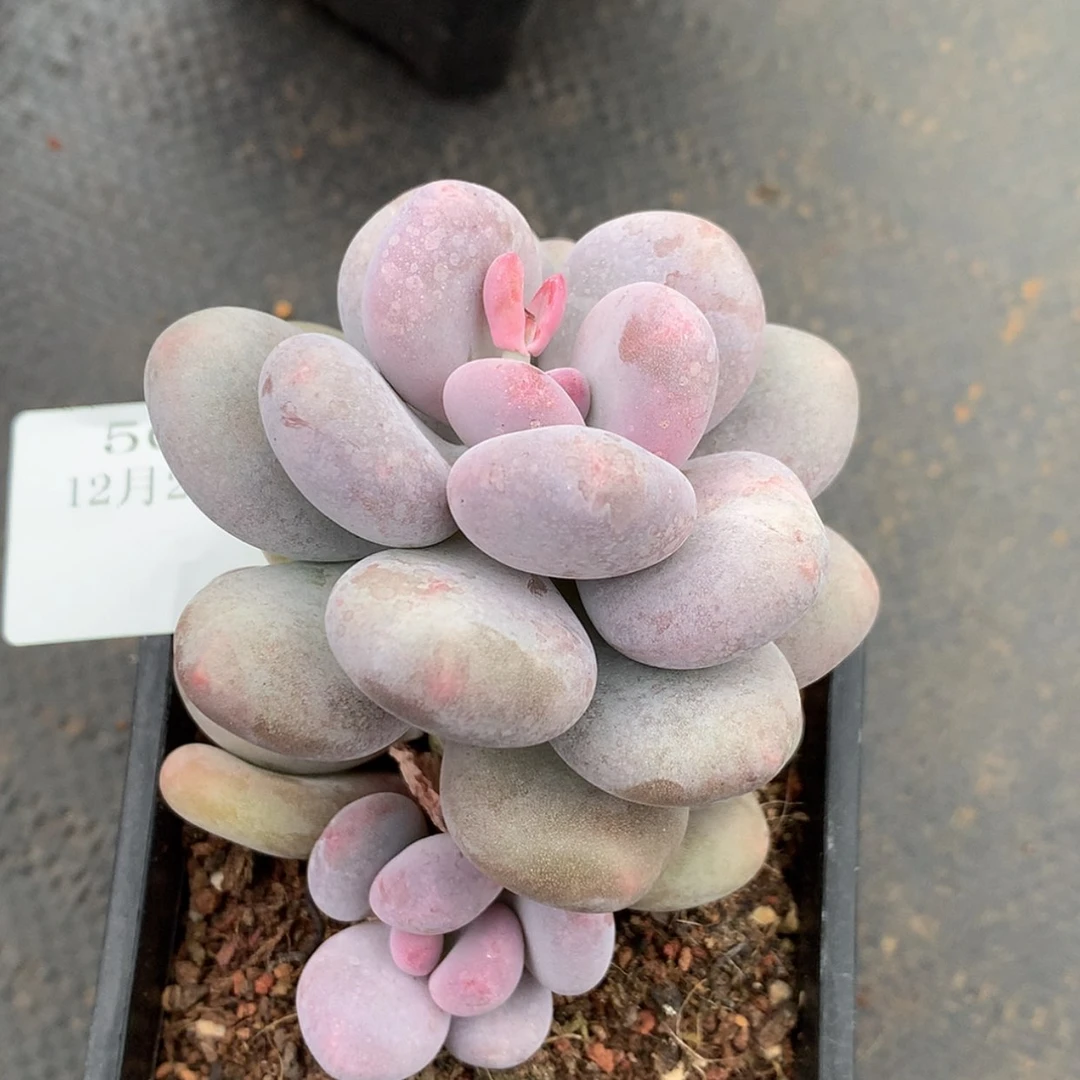 【闪购商品】云500号