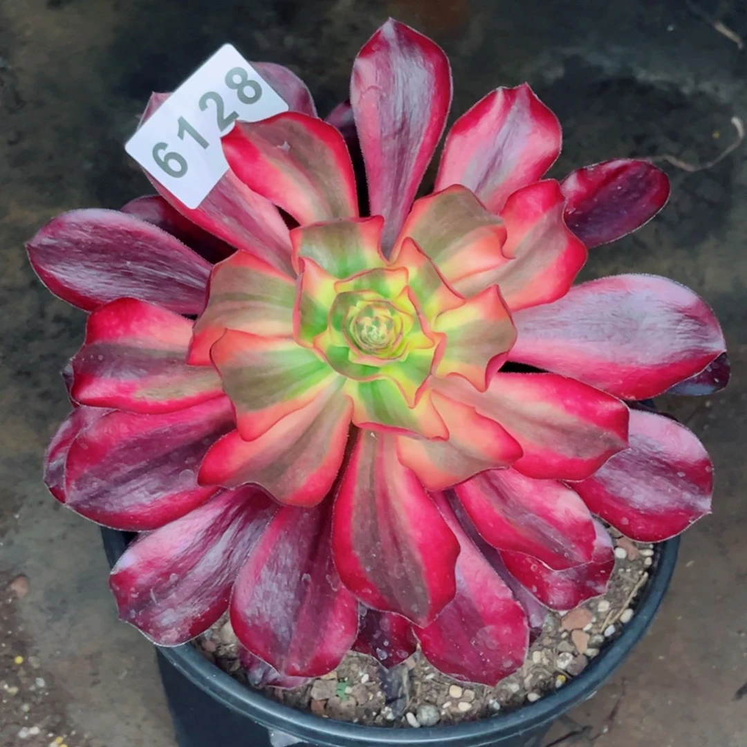 红魔女多肉发货发货