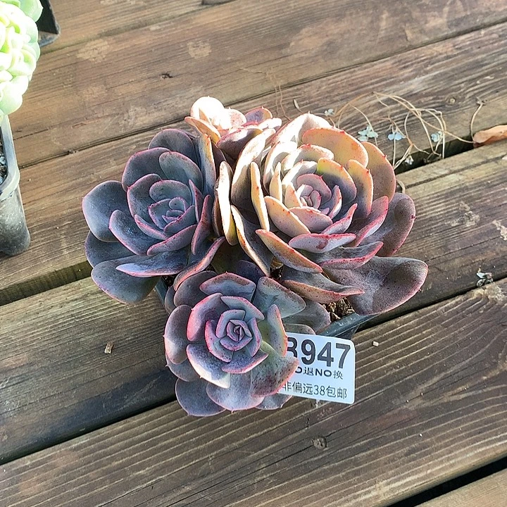 星空玫瑰老桩 947 需要延迟发货 退单拉黑