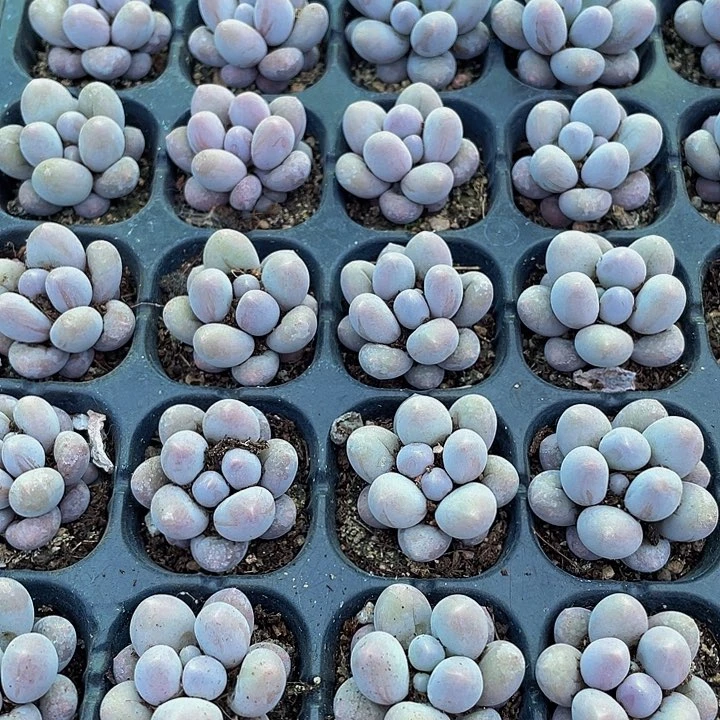 小汤圆1元带土发