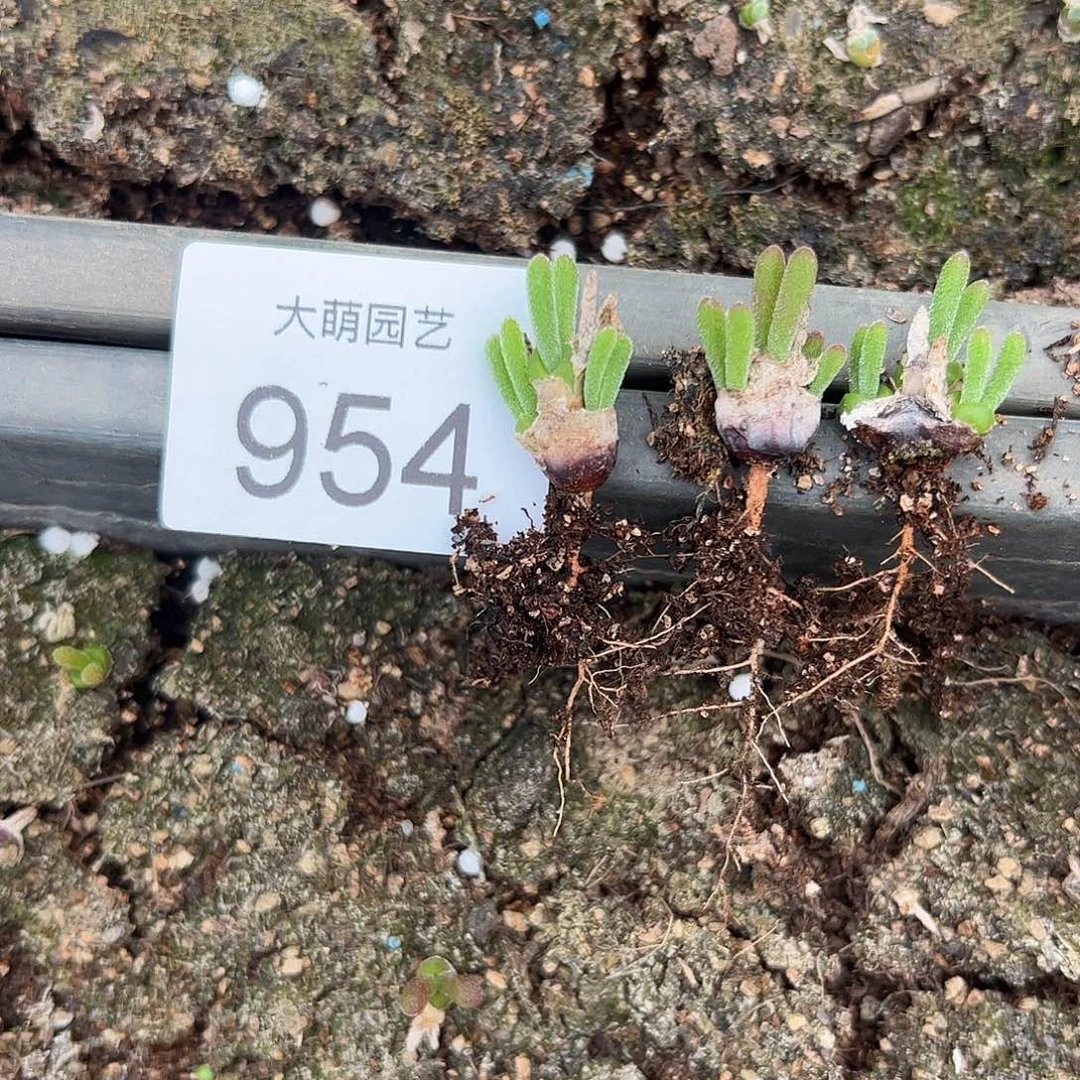 以下一颗       954