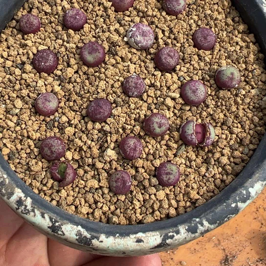 量拍TS427小红嘴小苗一颗，买3送一