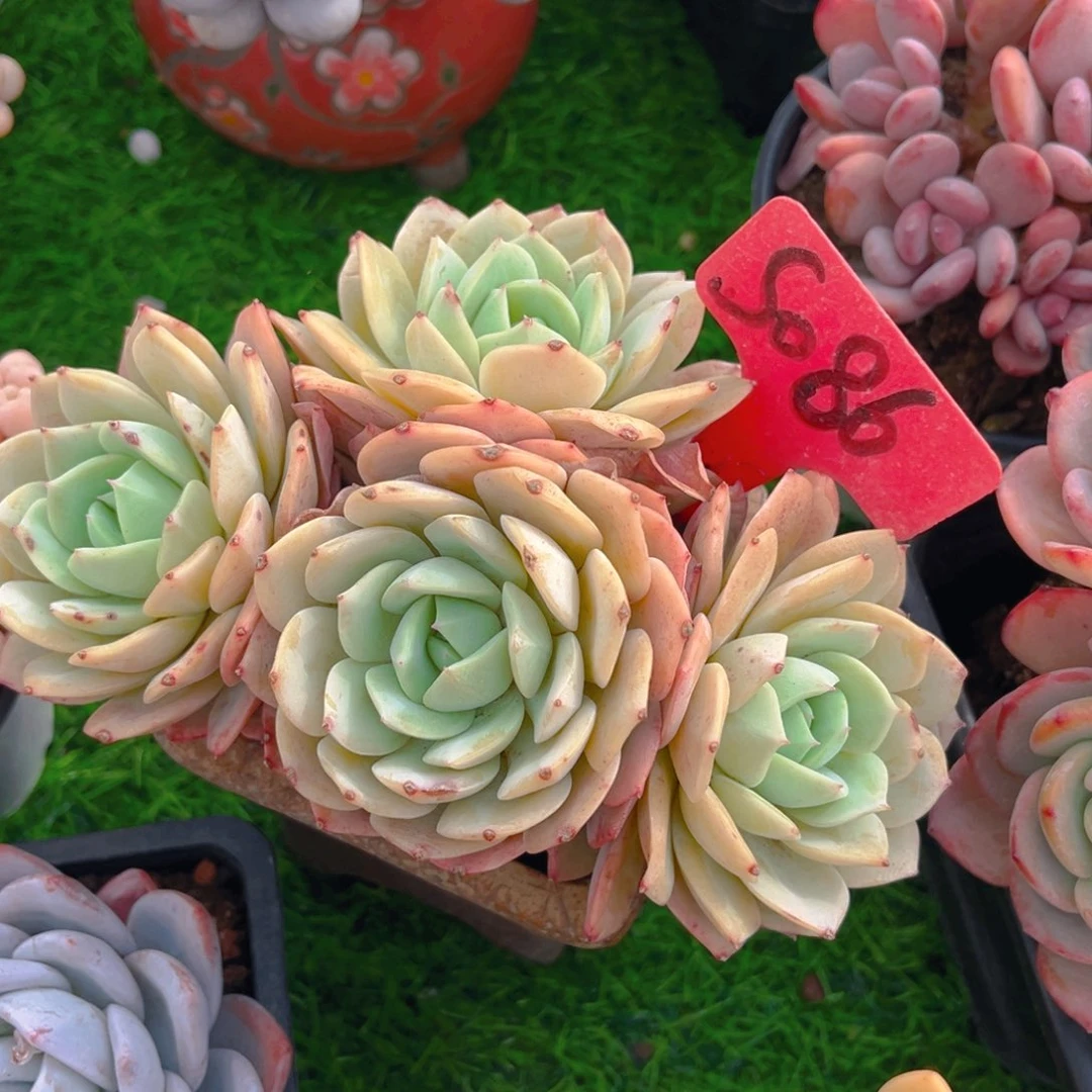 我***子086fghjijhhjjhh