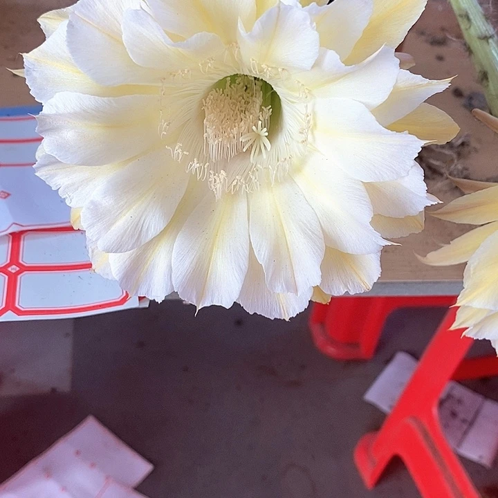 水****✨彩草仙人球系列
