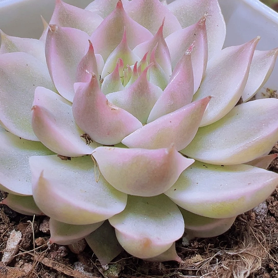 玛格丽特锦19包邮多肉植物