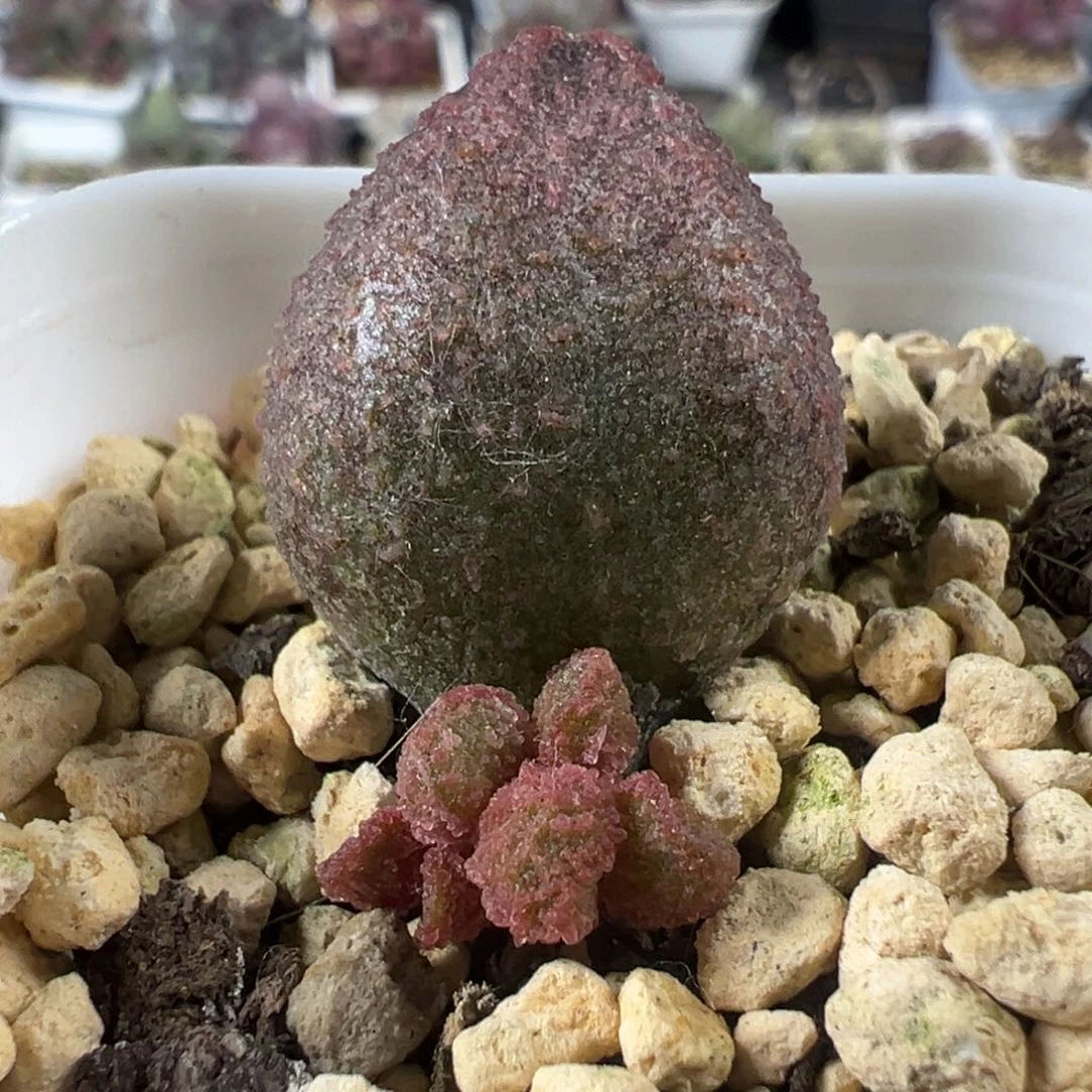 实生底叶苗纹路款多肉植物