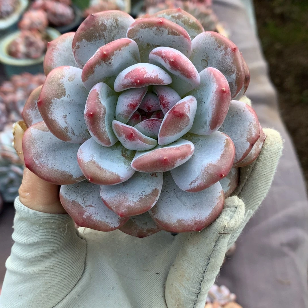 哈哈哈哈哈哈哈哈