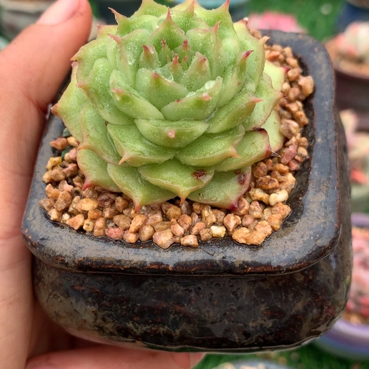 麦秆      带盆