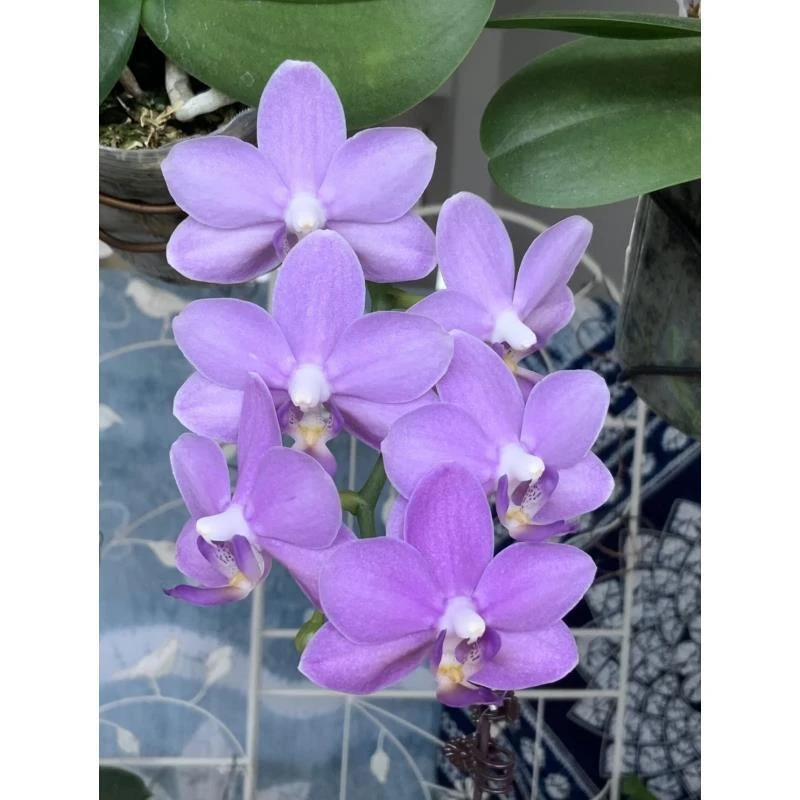 紫玉铃铛385 （花剑）2.5寸