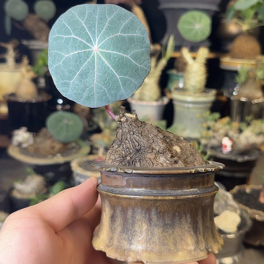 一物一拍老家一叶龟390
