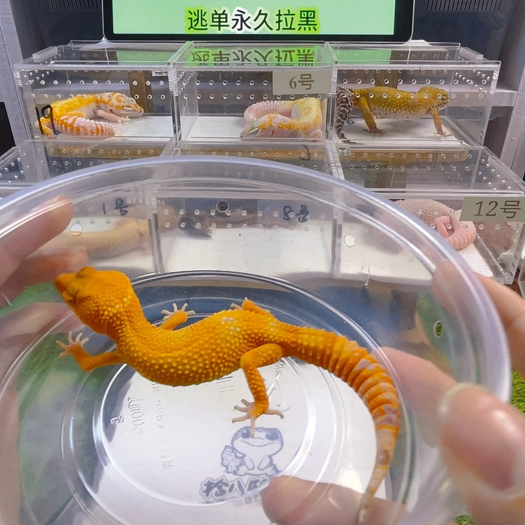 鳄鳞守宫守宫好看迷人可爱