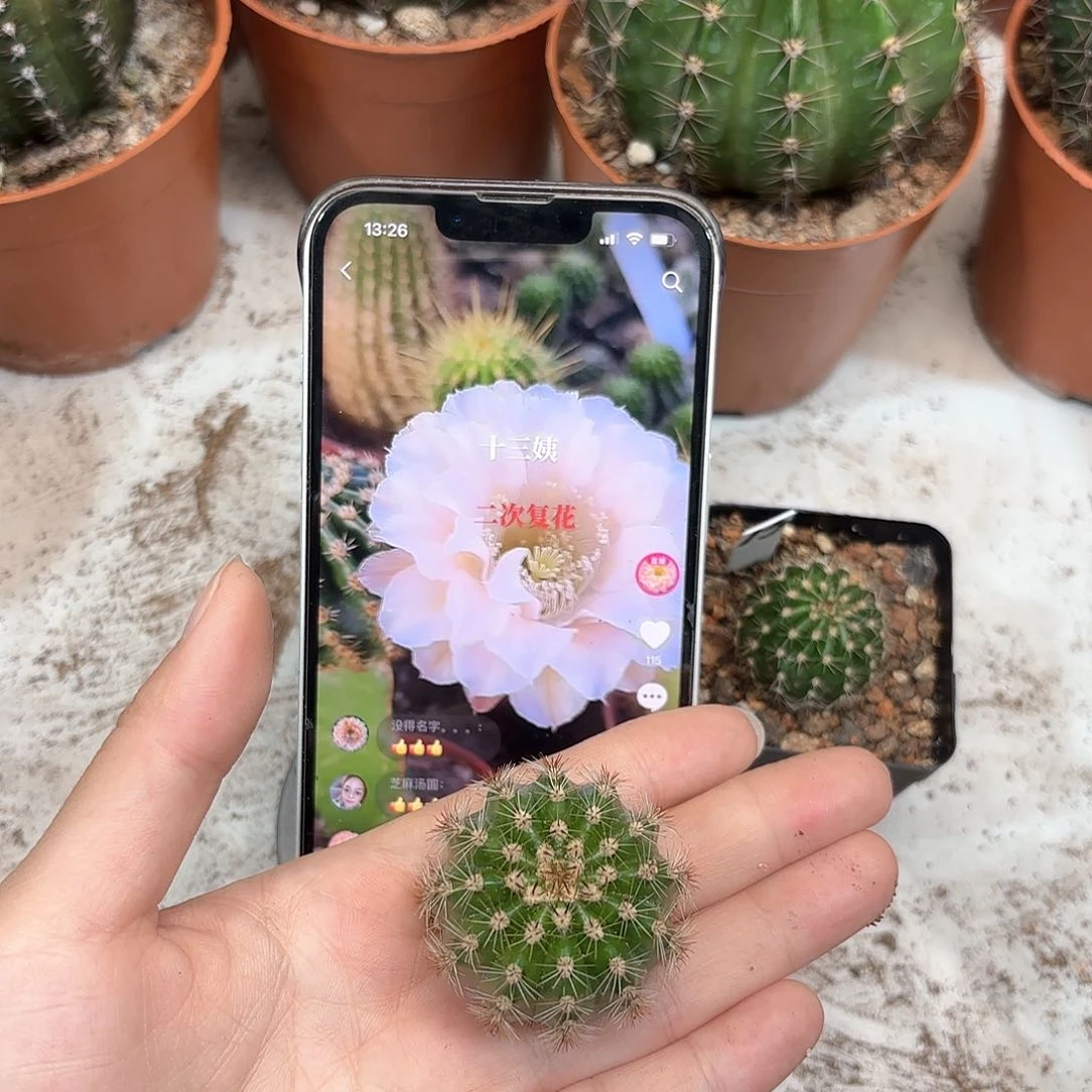 彩草13姨3公分左右侧牙