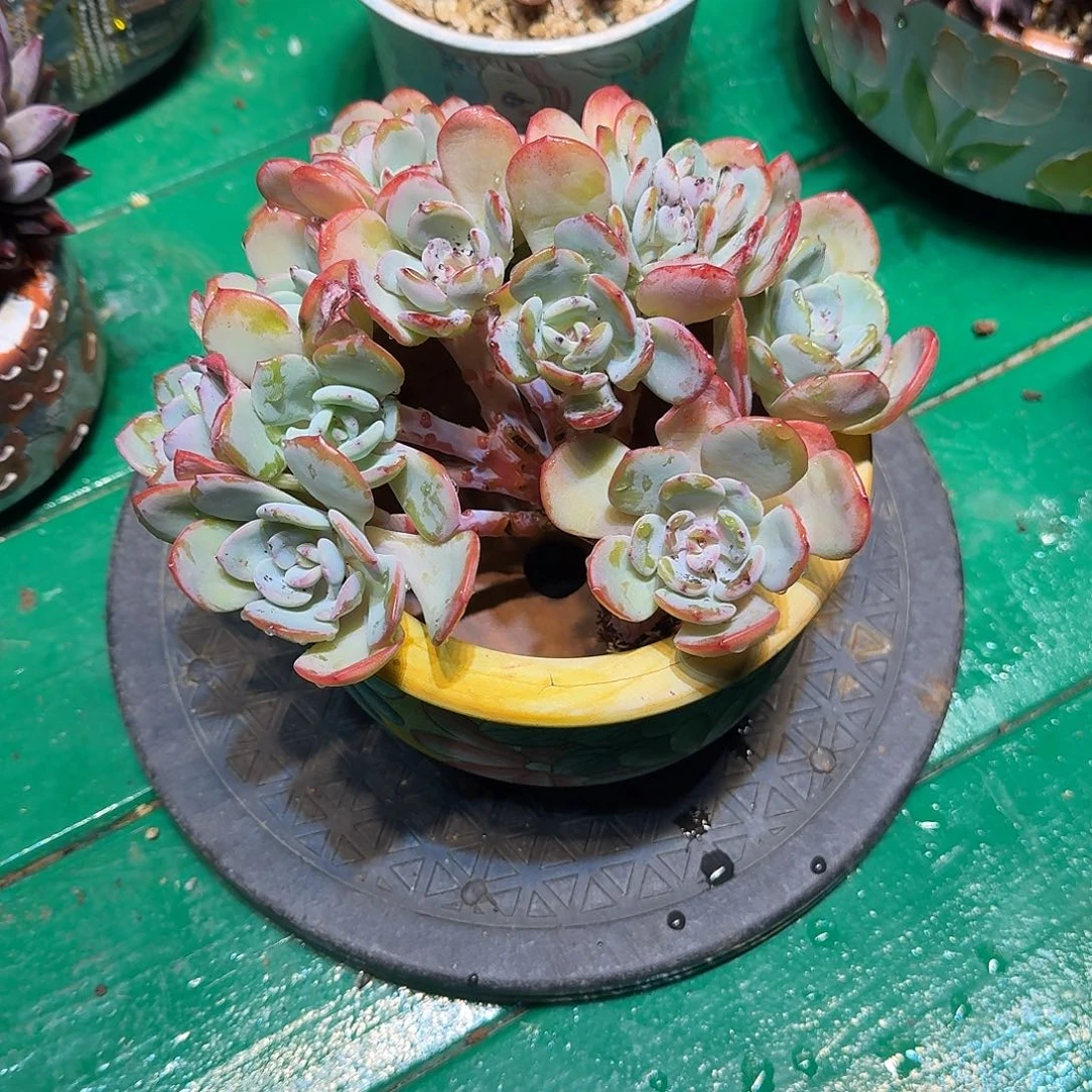 多肉植物多肉植物