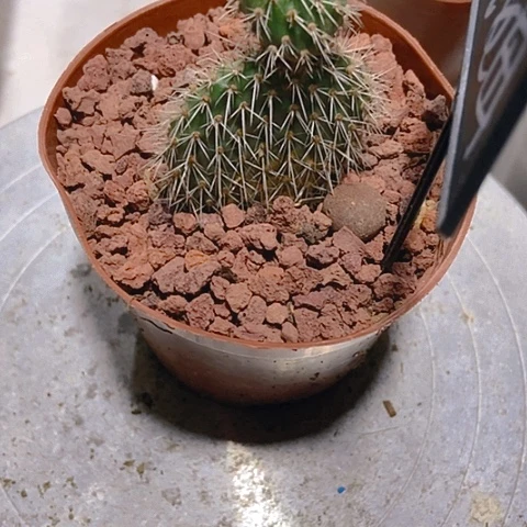 玩***偶仙人掌团扇哈姆一棵