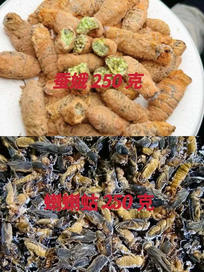 母蚕蛾蝲蝲蛄组合