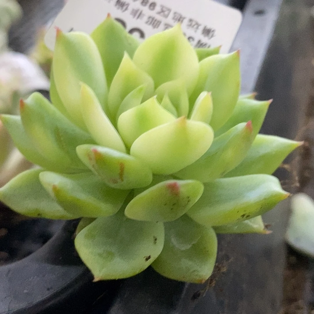 338棱镜覆轮锦炸多肉植物