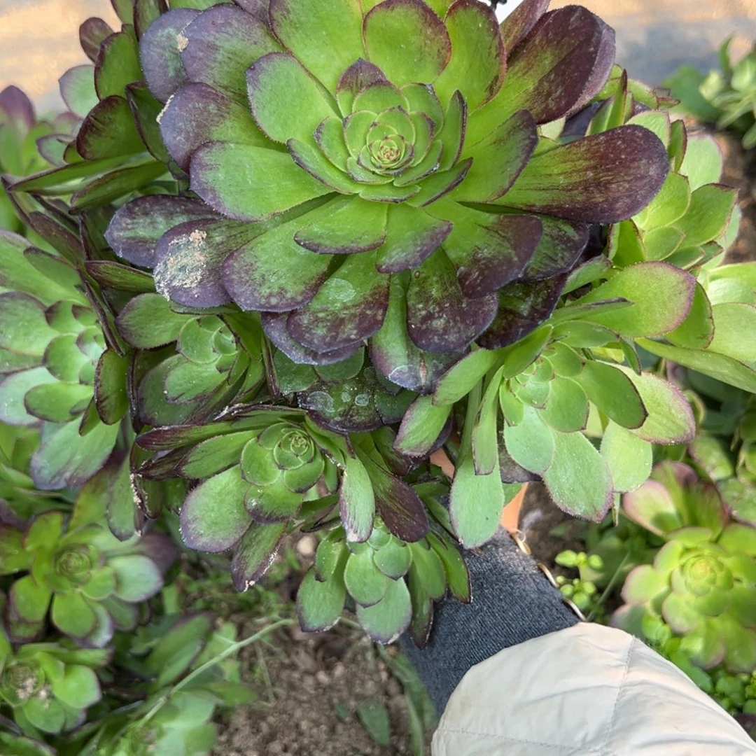 88脸谱多肉植物多肉