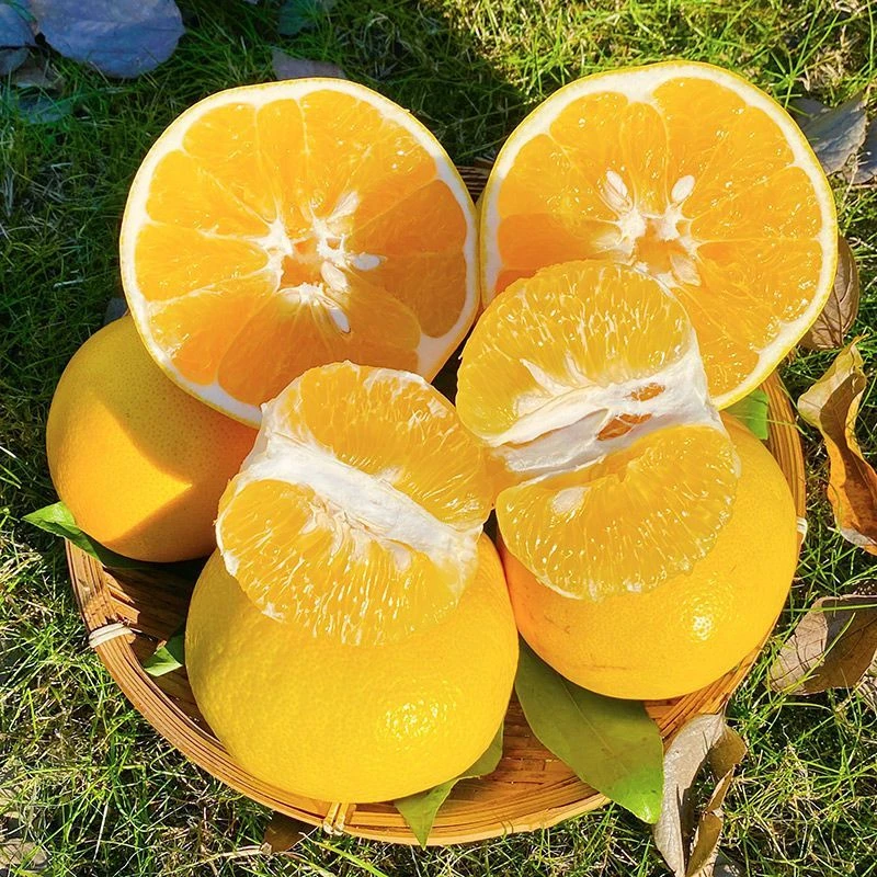 葡萄柚正宗当季孕妇水果福建黄金新鲜水果爆汁清甜产地现摘直发