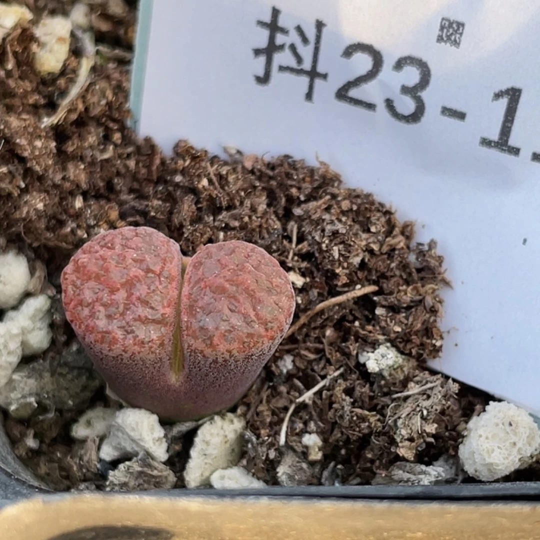 23-115蛋糕风铃肉锥