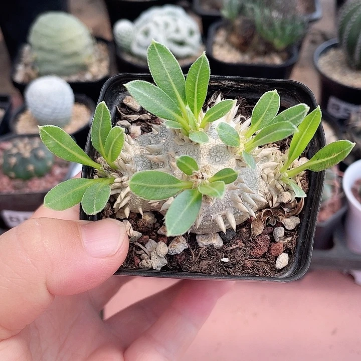 897惠比须笑块根植物