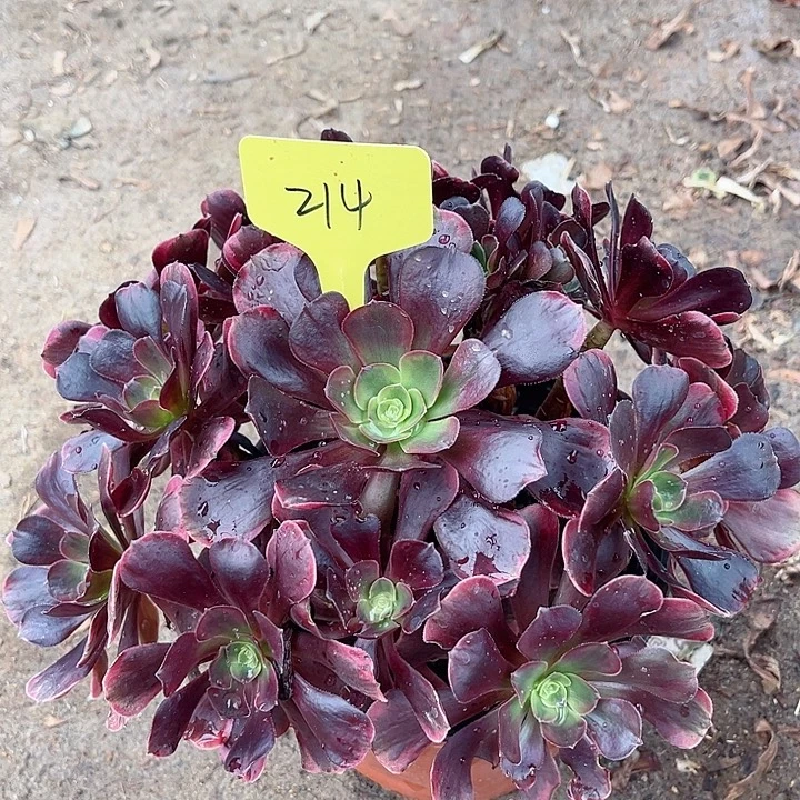 214一颗爱神法师多肉