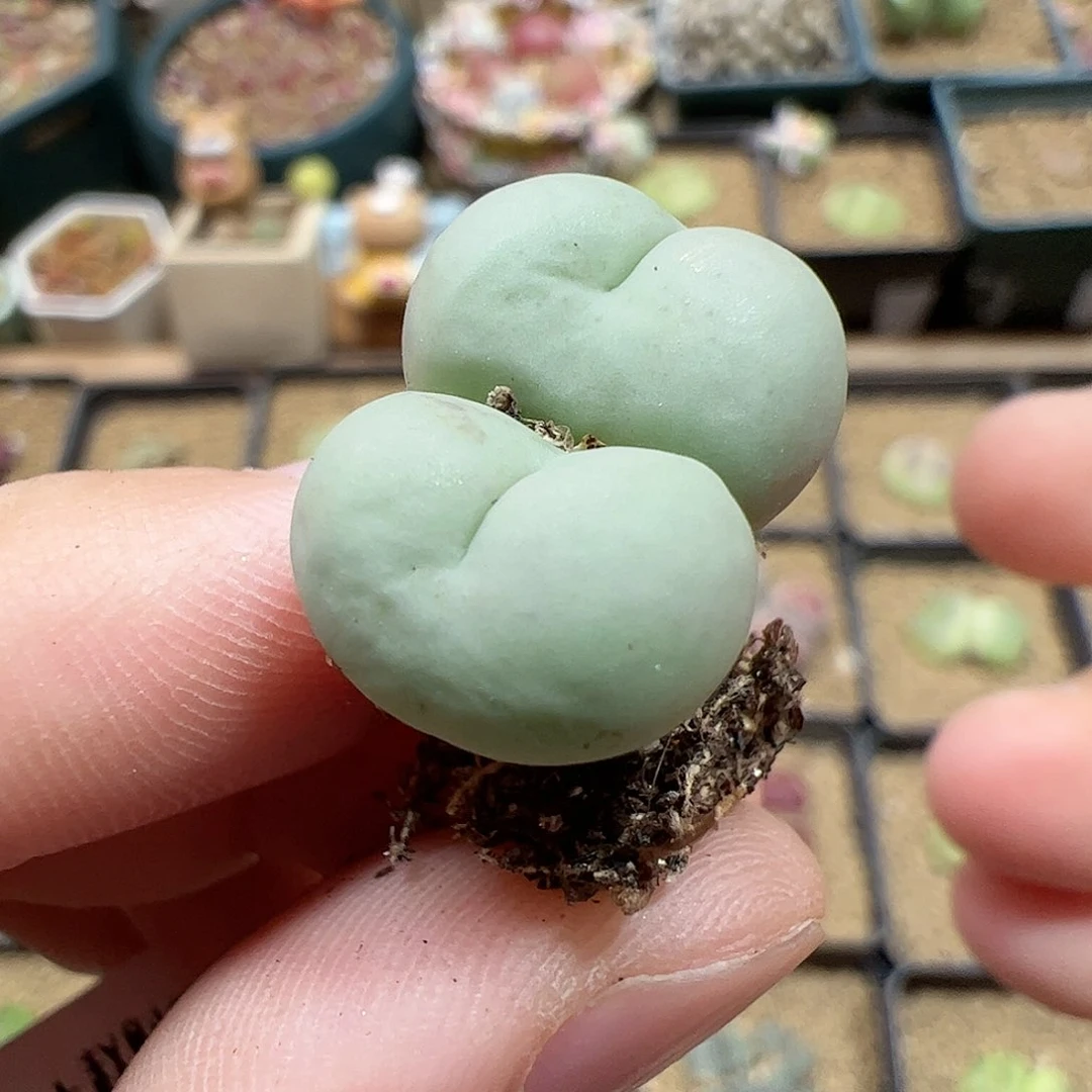 【闪购商品】1 开播福利