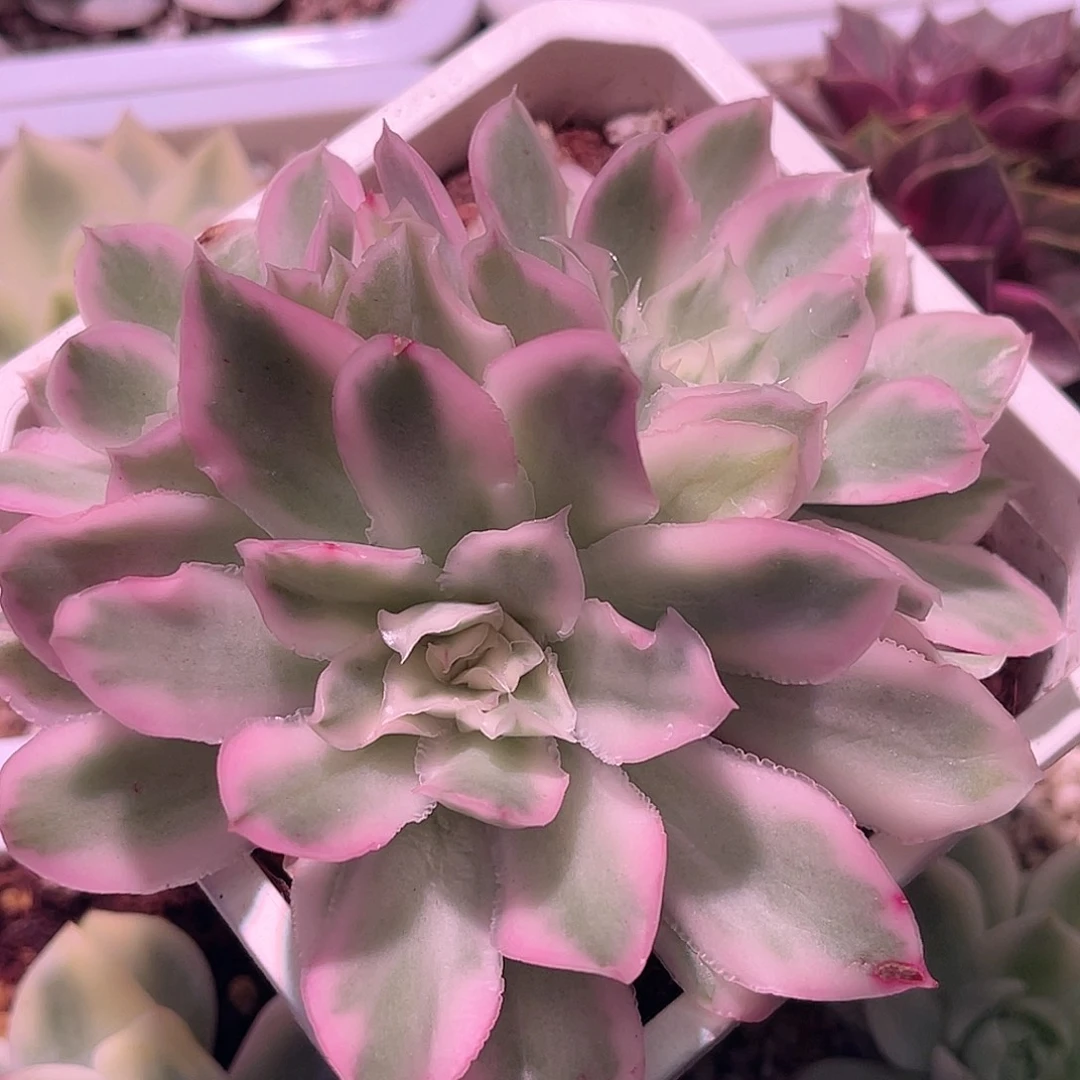 尚品园艺紫蝴蝶锦群