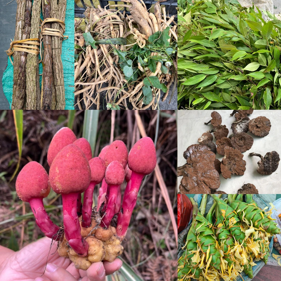 【山货类】节骨茶老娃叶党参折耳根等贵州山货农特产1斤/件起