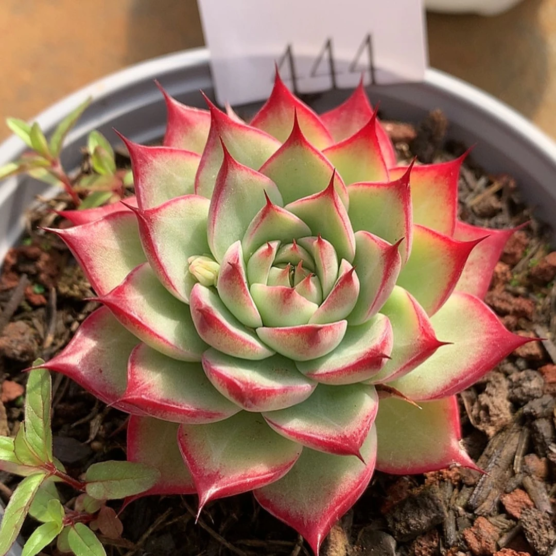 【闪购商品】云444