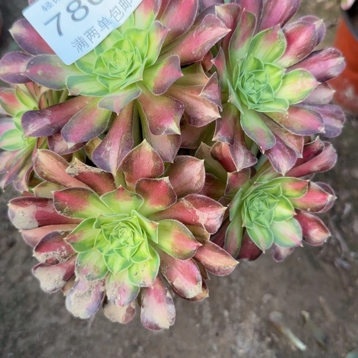 7869韶华多肉植物